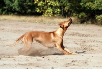 Picture of Rhodesian Ridgeback