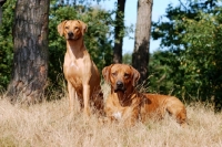 Picture of Rhodesian Ridgeback