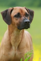 Picture of Rhodesian Ridgeback