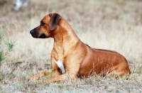 Picture of Rhodesian Ridgeback