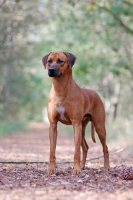 Picture of Rhodesian Ridgeback