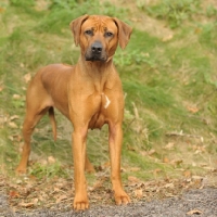 Picture of Rhodesian Ridgeback