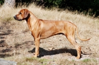 Picture of Rhodesian Ridgeback