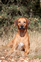 Picture of Rhodesian Ridgeback