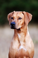 Picture of Rhodesian Ridgeback