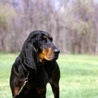 Picture of richland's merrie maudella, black and tan coonhound on lead