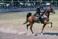 Picture of ridden American Saddlebred at show in usa showing paces
