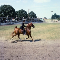 Picture of ridden American Saddlebred at show in usa, trot