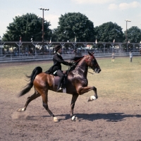 Picture of ridden American Saddlebred at show, 