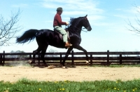 Picture of ridden american saddlebred trotting