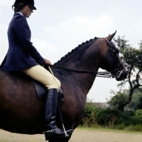Picture of ridden anglo arab showing spurs, general purpose whip and double bridle