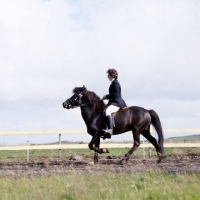 Picture of ridden Iceland Horse at Selfoss Show performing the tolt