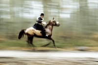 Picture of rider and horse galloping, hunting in france