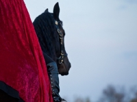 Picture of rider in cape on Friesian horse