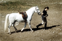 Picture of rider leading her lipizzaner at lipica