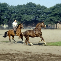 Picture of rider long reining a fiery hanoverian at celle - going better in next shot