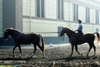 Picture of rider long reining a hanoverian at celle