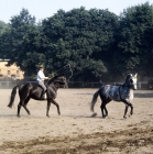 Picture of rider long reining a hanoverian at celle