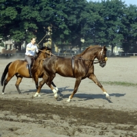 Picture of rider long reining a young hanoverian at state stud celle, germany - now going well