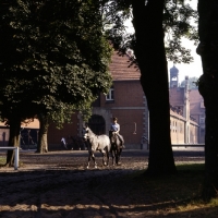 Picture of rider long reining a young hanoverian among the buildings at celle