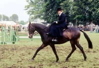 Picture of rider riding side saddle