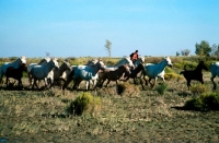 Picture of rider riding with a group of camargue ponies