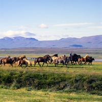 Picture of Rider with group of Iceland Horses at Sauderkrokur