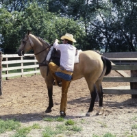 Picture of rider with quarter horse, mounting