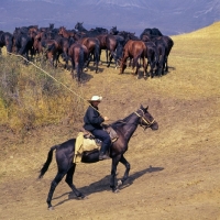 Picture of Rider with stick herding taboon of Kabardine stallions and colts in Caucasus mountains