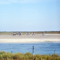 Picture of riders and Camargue ponies on beach on Camargue