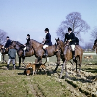 Picture of riders and horses at drag hunt with foxhound
