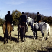 Picture of riders at a meet, one horse with red ribbon on tail