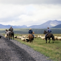 Picture of Riders escorting Iceland horses and sheep with dogs in Iceland
