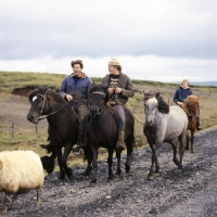 Picture of Riders escorting Iceland horses and sheep