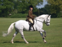 Picture of riding a Connemara pony