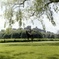 Picture of riding in windsor great park