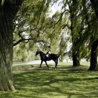 Picture of riding, messenger at driving competition
