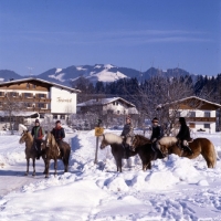 Picture of Riding school group of Haflingers being ridden in snow at Fohlenhof, Ebbs, Austria
