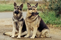 Picture of right - druidswood anchorman, two german shepherd dogs sitting together on a path