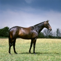Picture of Right Royal side view of Hack