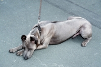 Picture of rioux von tor zum rheingau, thailand ridgeback, lying down showing ridge