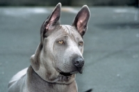 Picture of rioux von tor zum rheingau, thailand ridgeback, head study on grey