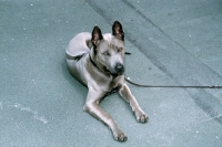 Picture of rioux von tor zum rheingau, thailand ridgeback, rioux von tor zum rheingau, lying down showing ridge, 