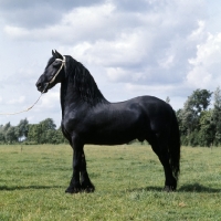 Picture of Ritske, 202, Friesian stallion in Holland