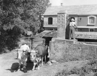 Picture of roadside scene with bullock cart in southern france