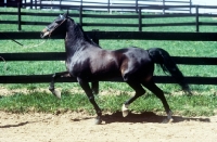 Picture of roadster pony, trotting in paddock in usa