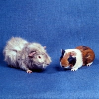 Picture of roan abyssinian and tortoiseshell and white short-haired guinea pigs in studio