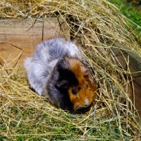 Picture of roan abyssinian guinea pig in pen on grass with hay