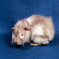 Picture of roan abyssinian guinea pig looking at camera