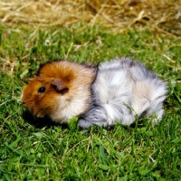 Picture of roan abyssinian guinea pig on grass